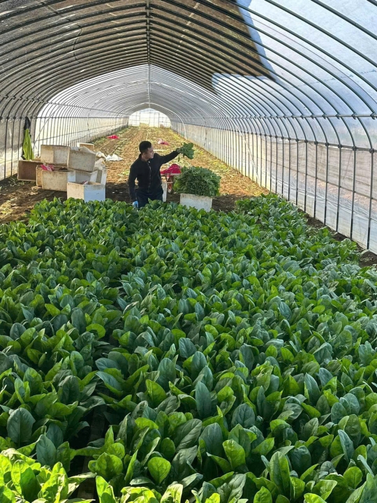 IBARAKI – NAM LÀM NÔNG NGHIỆP TRONG NHÀ KÍNH – TRỒNG, THU HOẠCH, ĐÓNG GÓI RAU CỦ QUẢ