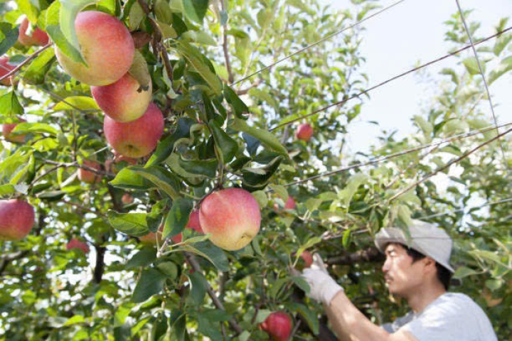 ĐƠN HÀNG NÔNG NGHIỆP CHO NAM PHÍ RẺ