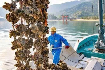 HIROSHIMA TUYỂN NAM & CẶP VỢ CHỒNG ĐI NHẬT – CHĂM SÓC, THU HOẠCH HÀU BIỂN